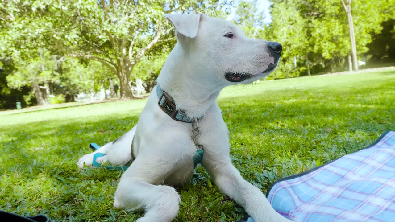 perro blanco relajarse en un parque público durante un picnic familiar