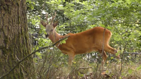 Deer-Grazing-On-Meadows-Inside-Forest-Park-During-Daytime