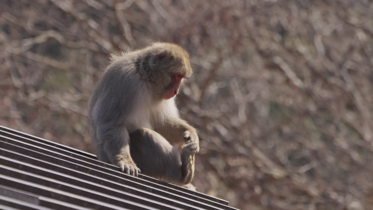 mono de nieve sentado en el techo rascando y recogiendo insectos y pulgas de su pie con paisaje invernal en el fondo