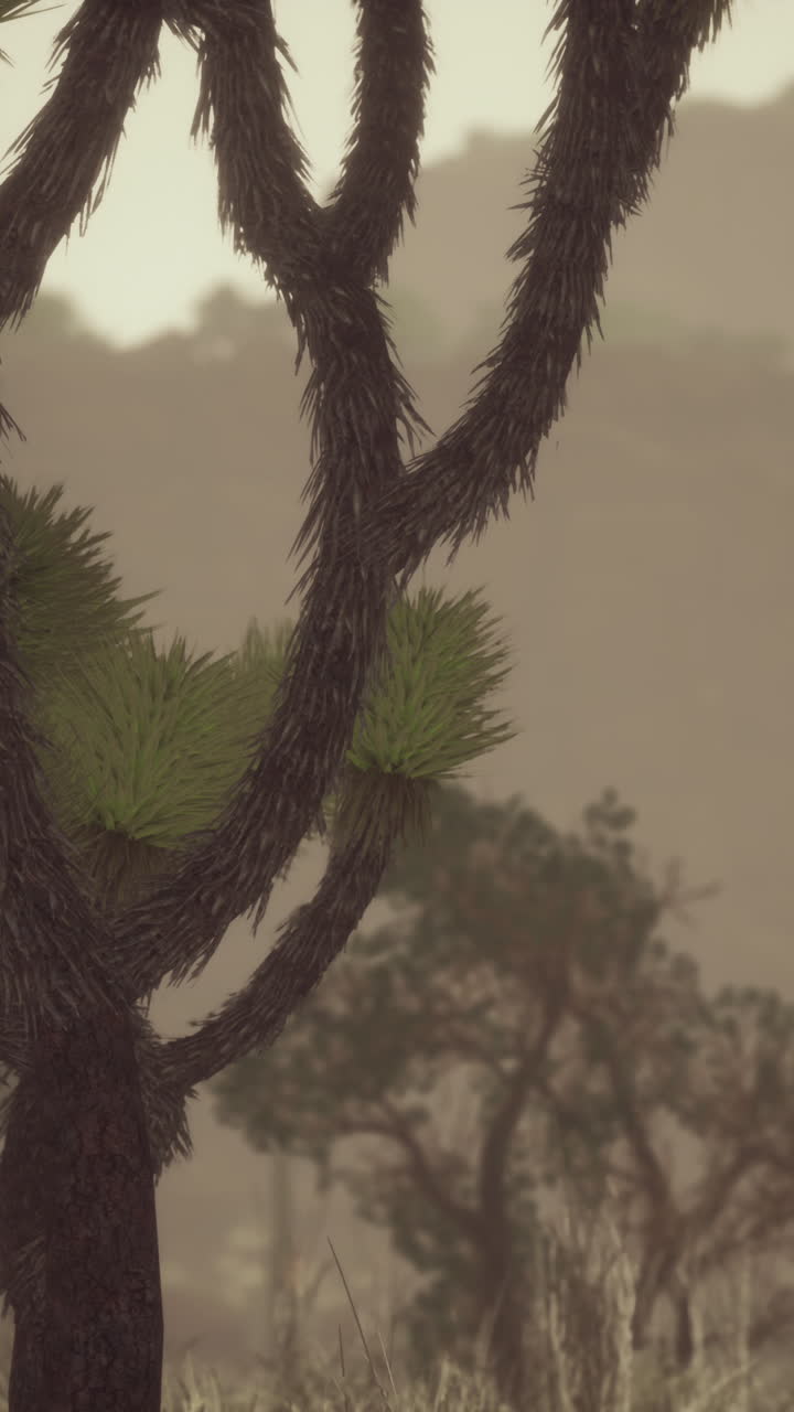 el árbol de josué en un paisaje desértico brumoso