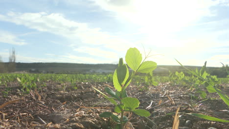 young pea plant in a field