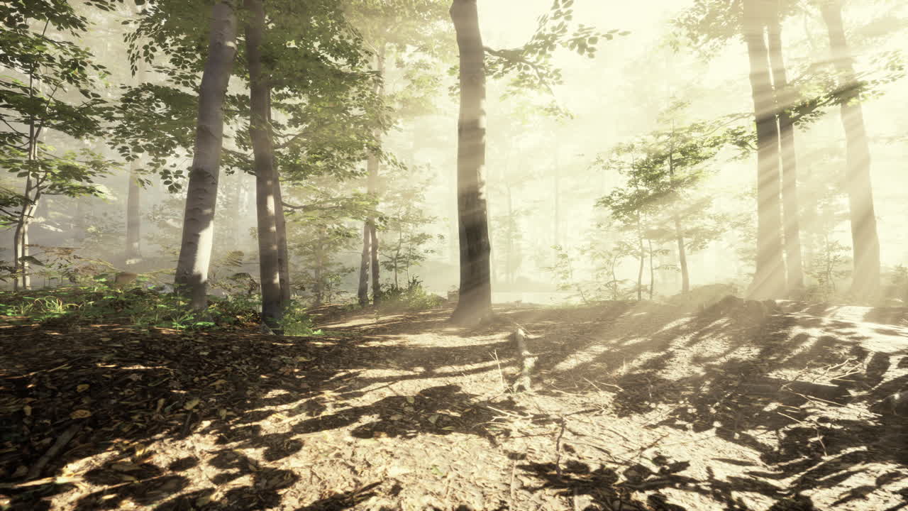 magic dark autumn forest scenery with rays of warm light