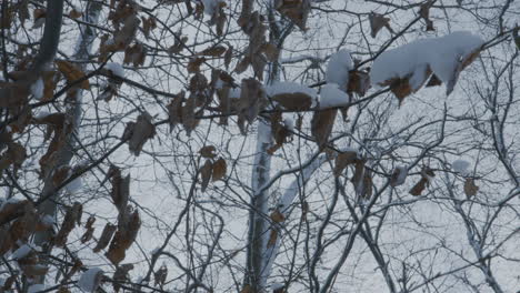 winter snow covering the trees branches and leaves in a park