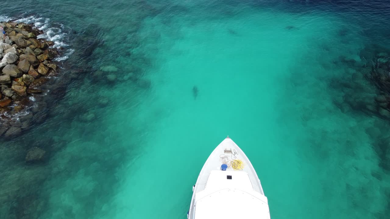 Tiger Point. Drone aerial view of boat in Fuvahmulah port with divers swimming with tiger sharks close to the surface, while a woman watches from the shore, Maldives