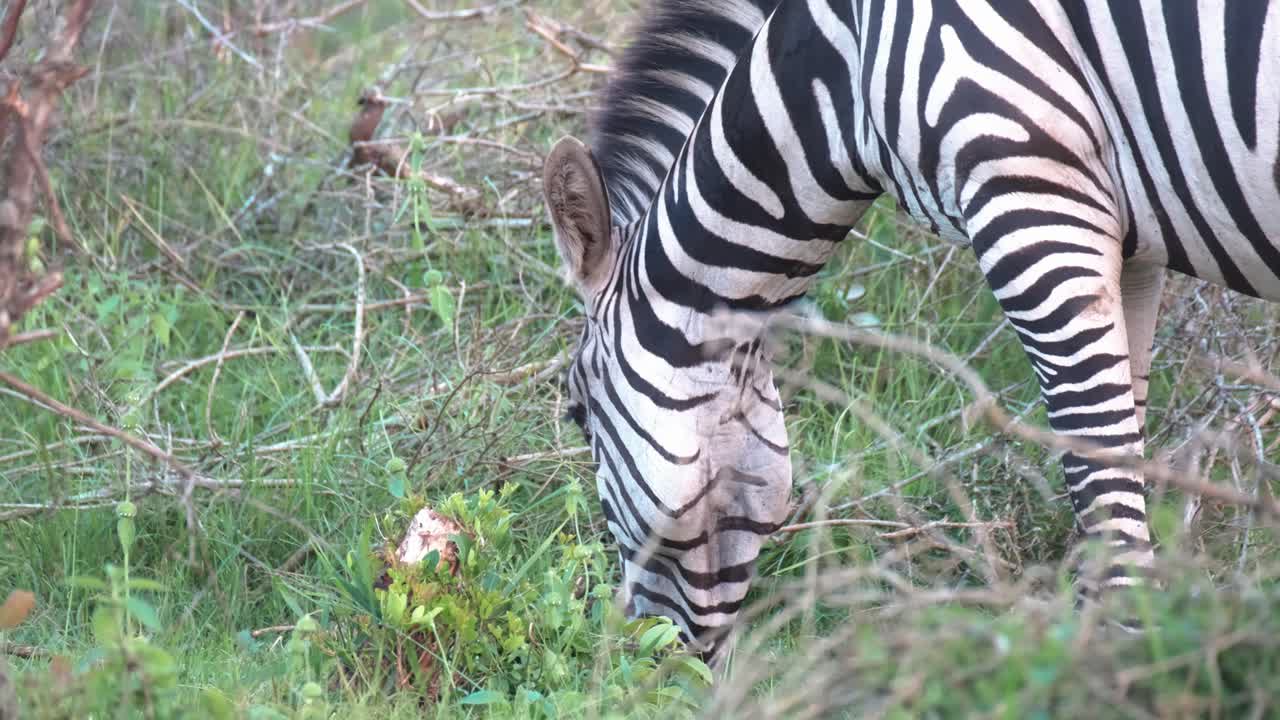 동아프리카 우간다 의  ⁇ 부로 호수 국립 공원 에서 풀 을 먹고 있는 평평 한 제브라