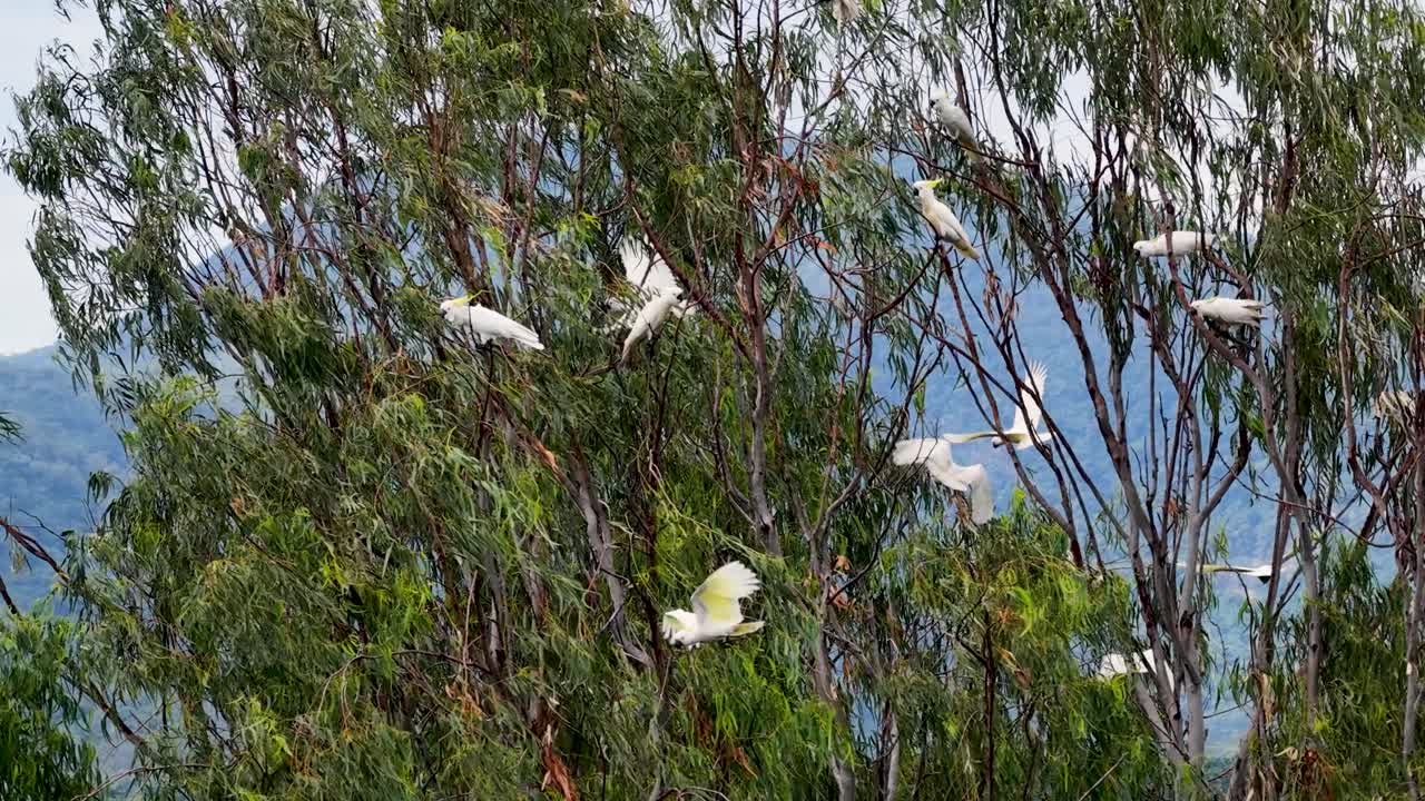Sulfur-crested cockatoos fly from a tree in a lush forest setting, captured in natural daylight