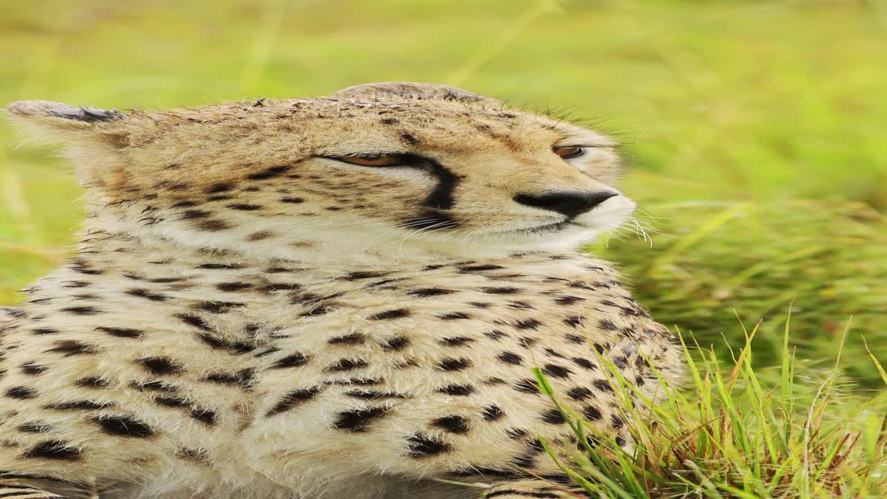 Vertical Close Up Cheetah Portrait in Africa, Vertical African Animals Cheetah Video for Social Media Instagram Reels and Tiktok of Safari Animals and Wildlife in Maasai Mara National Park in Kenya