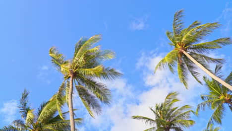 Angle up palm tree fronds blow in the tropical blue skies