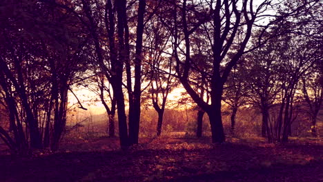 Sundown-through-trees,-4k