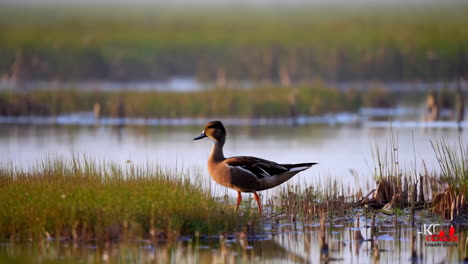 duck in a wetland