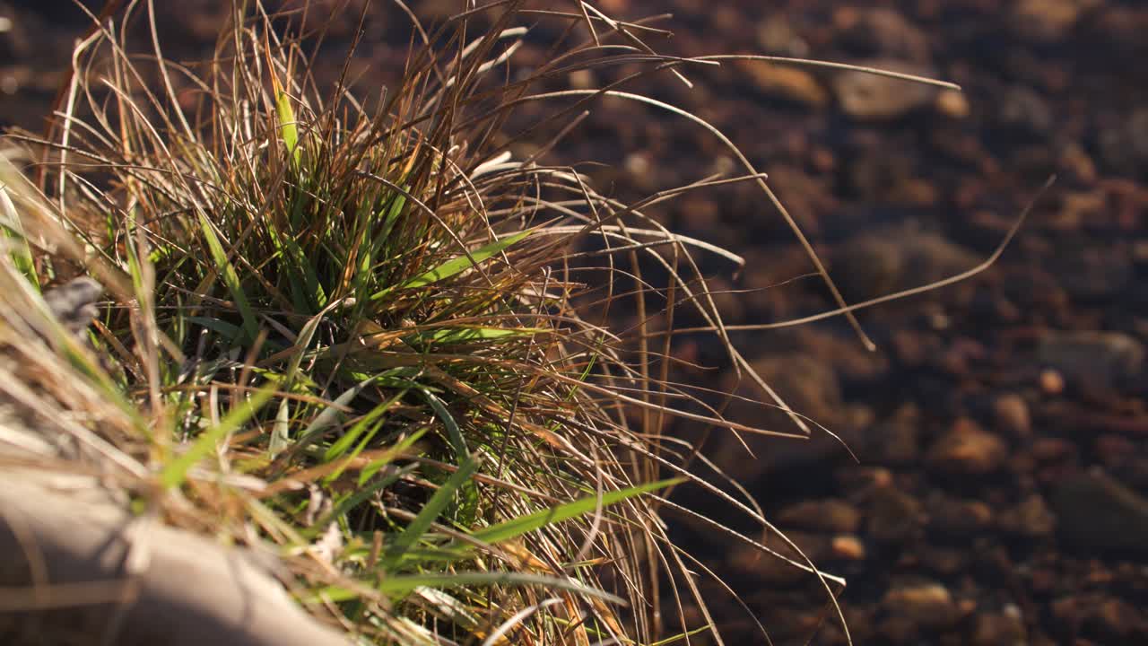 plantas nativas de colorado a lo largo de la orilla del río