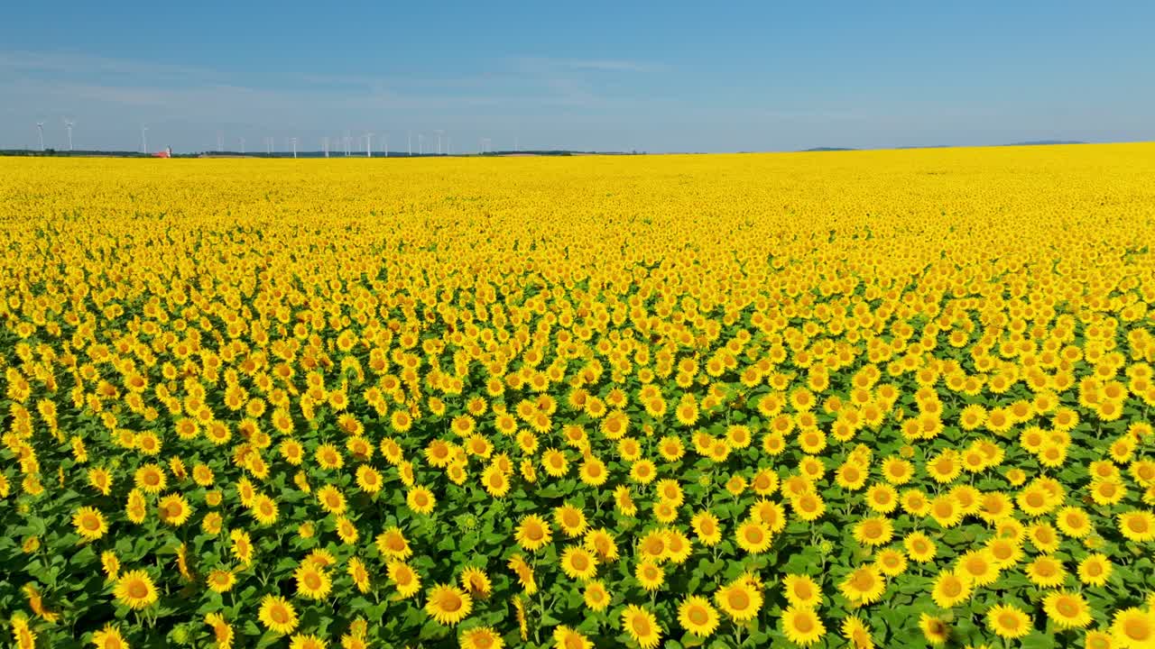 moviéndose sobre vibrantes campos de girasoles en un día soleado
