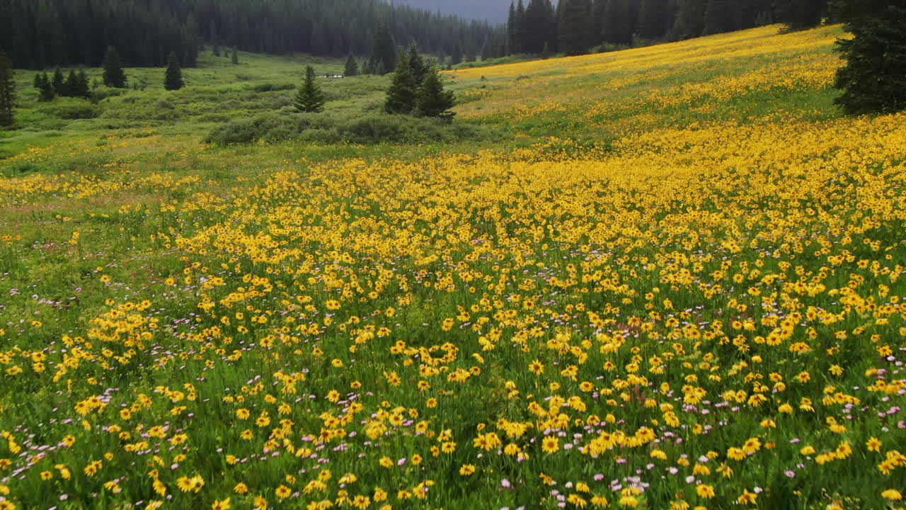 drone dolley tiro inclinado de pequeños girasoles de pie en un campo con la gigantesca montaña boreas en el fondo