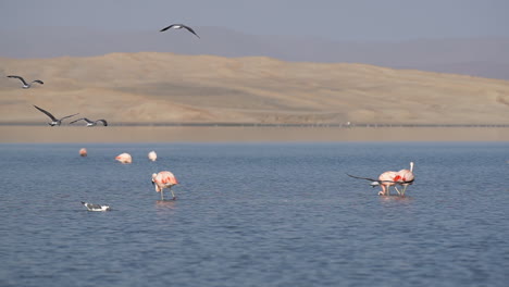 gulls and black skimmers fly past flamingos feeding in shallow lagoon