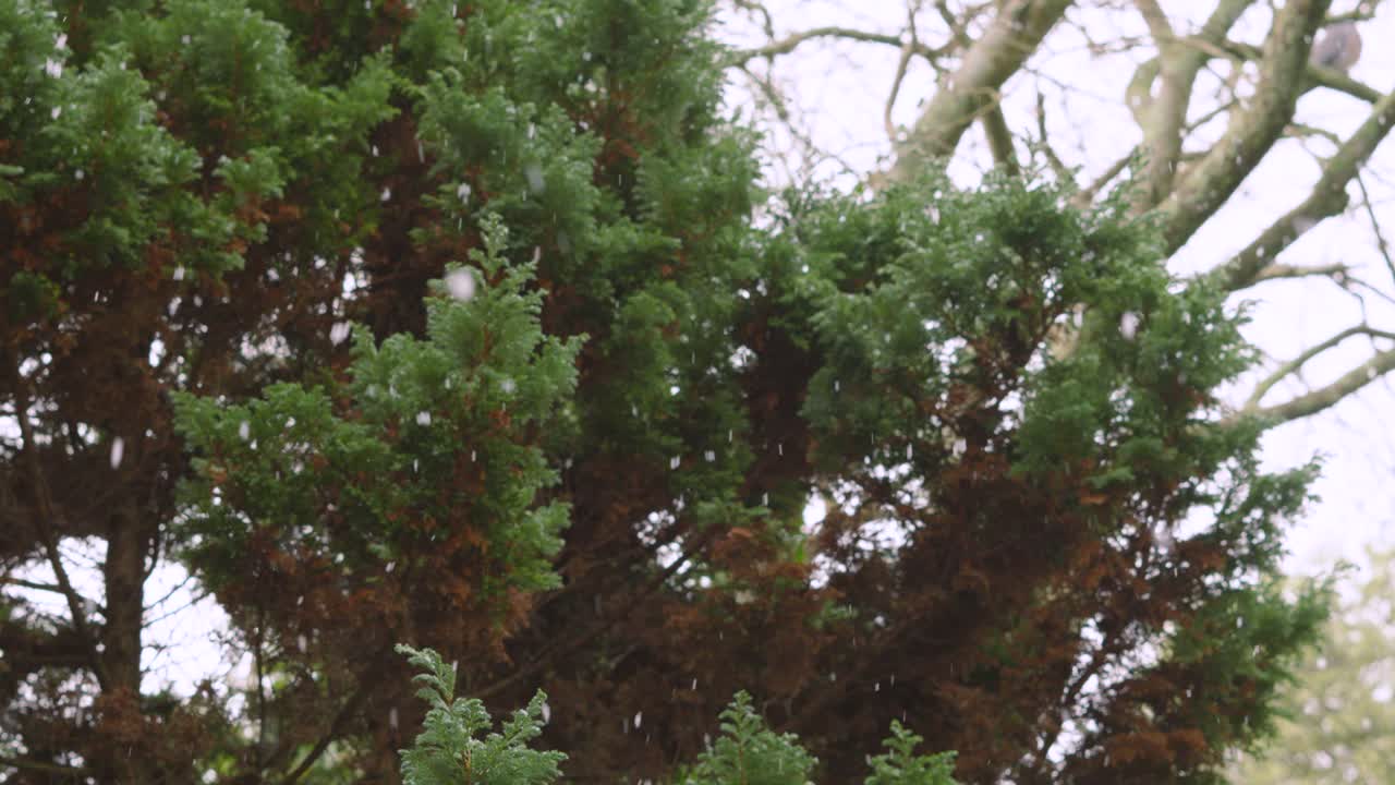 Fluida ripresa ascendente di un albero sempreverde mentre i fiocchi di neve cadono durante una nevicata invernale. Perfetto per documentari naturalistici, transizioni invernali cinematografiche e sfondi tranquilli per le festività.
