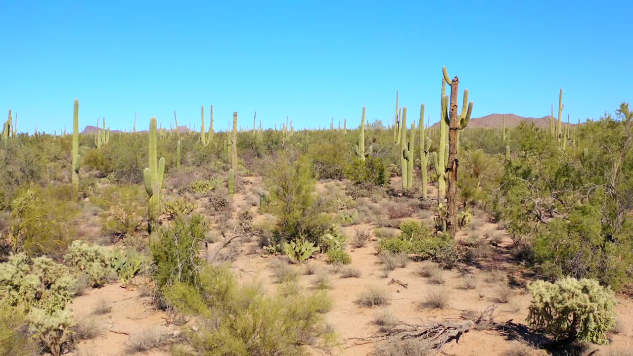 antena 4k de paisaje desértico con cactus en el parque nacional saguaro, por tucson, arizona, estados unidos