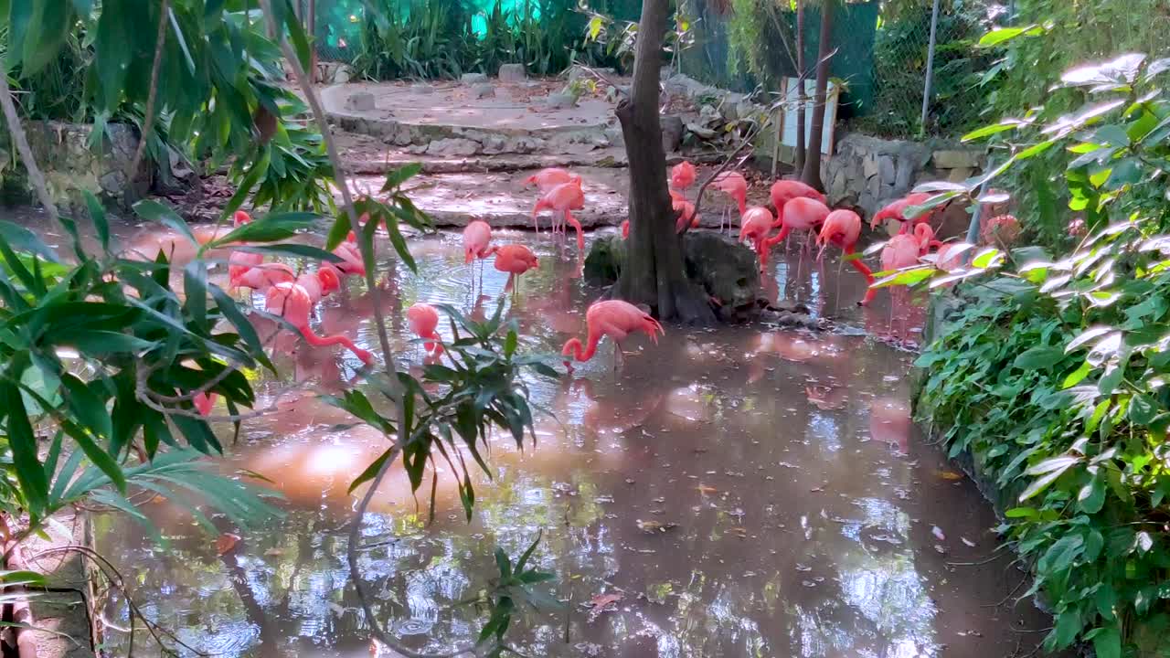 Pink Flamingos in a Zoo