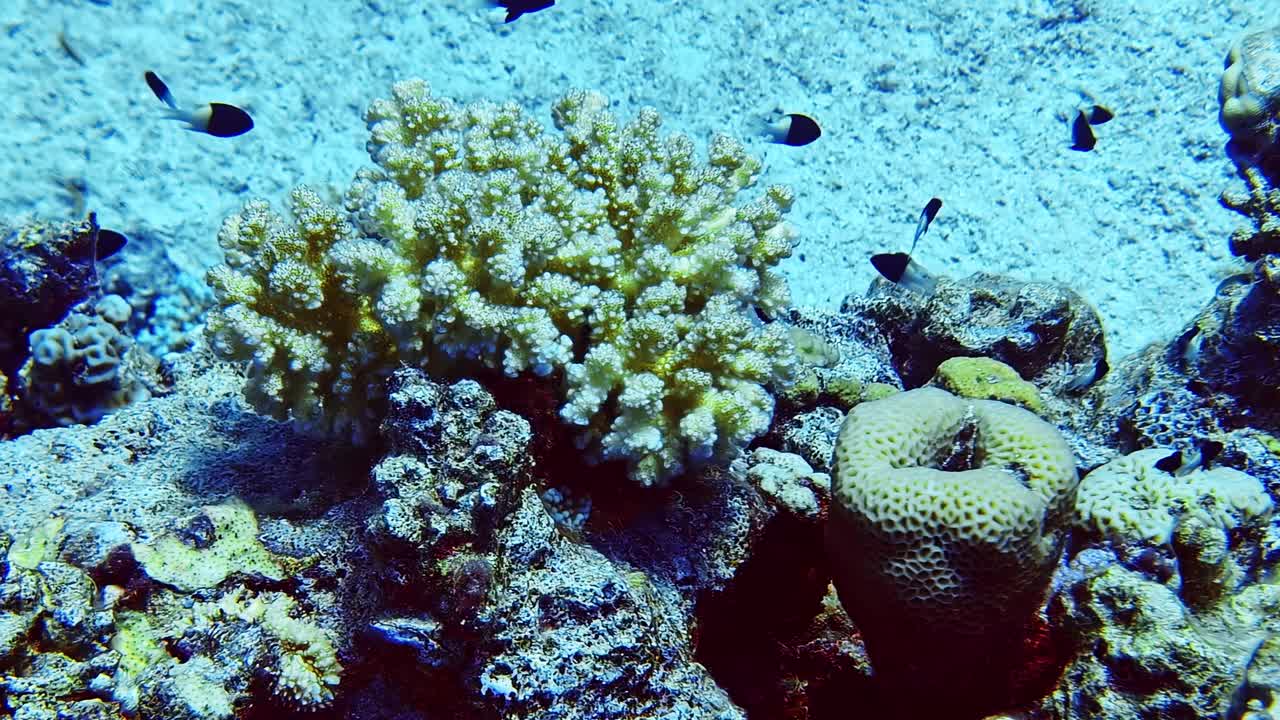 Paesaggio ravvicinato di specie di pesci e fauna marina che nuotano intorno a vivaci formazioni coralline sul fondo dell'oceano in un ambiente sottomarino di baia, habitat, ecosistema, viaggi, turismo e natura