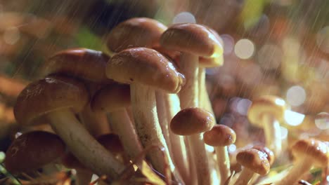 Armillaria-Mushrooms-of-honey-agaric-In-a-Sunny-forest-in-the-rain.