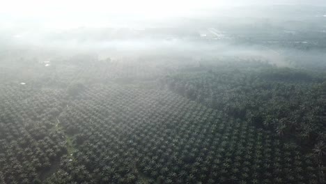 Beautiful-mist-at-oil-palm-plantation-at-Malaysia,-Southeast-Asia.