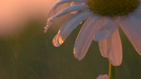 dew drops on a daisy at sunset