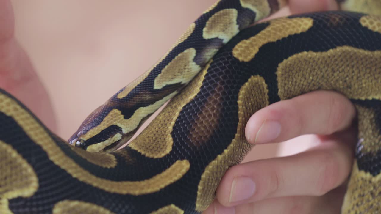 pitón real en manos de un joven