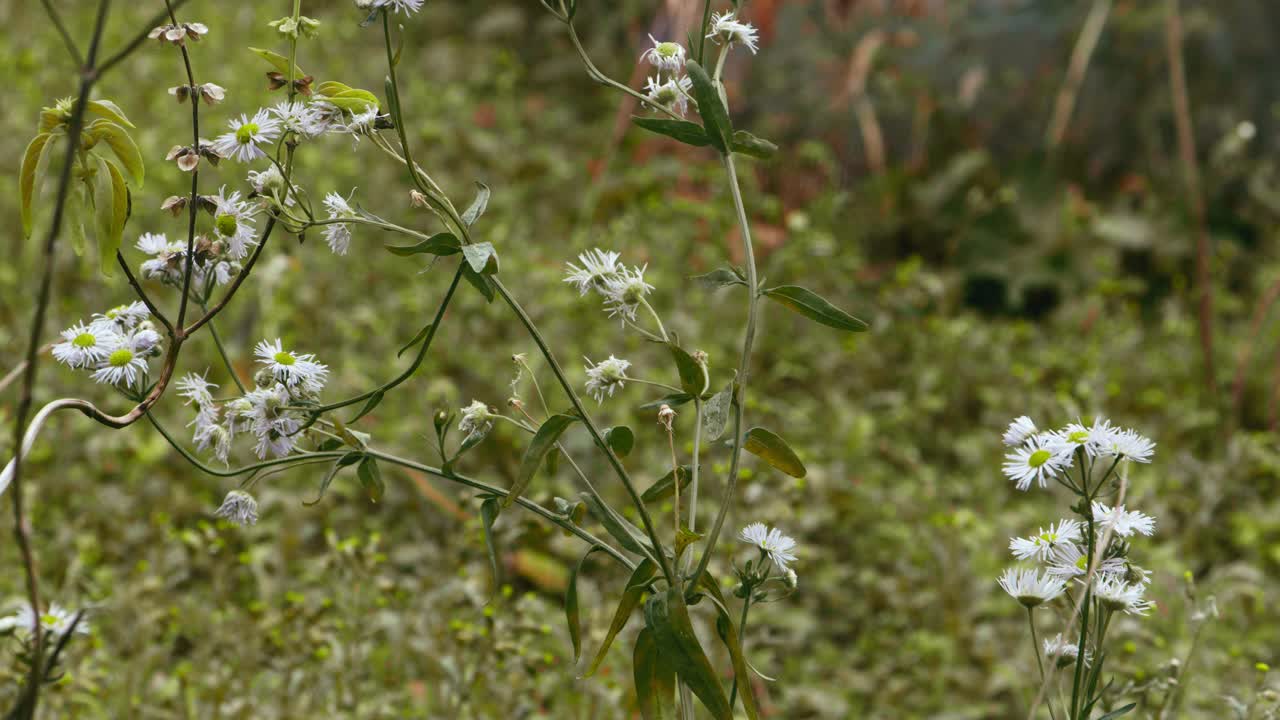 소나무와 덤불이 있는 가을비 아래 유럽의 나무와 꽃