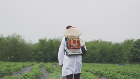 farmer spraying strawberries in a field