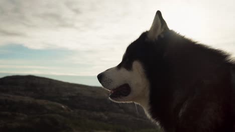 observing the majestic alaskan malamute against the backdrop of the mountain trail in hildremsvatnet, trondelag county, norway - close up