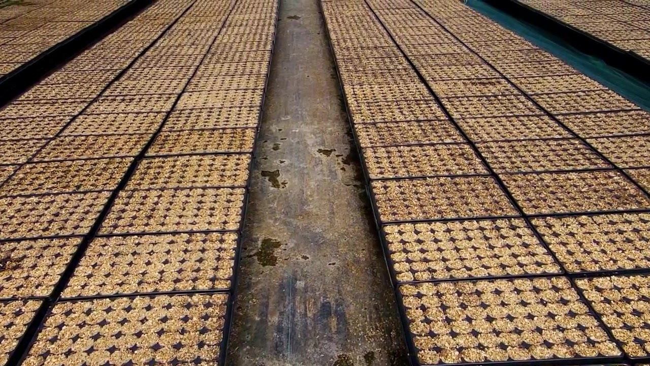 Seedbed within a nursery. Trays prepared for seedling germination inside a greenhouse. Spain.