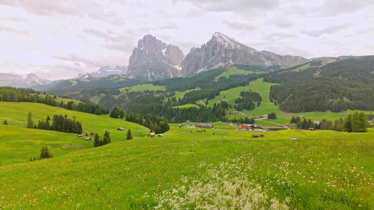 Alpine Meadow grasses blowing in Dolomite mountain breeze. Seiser Alm
