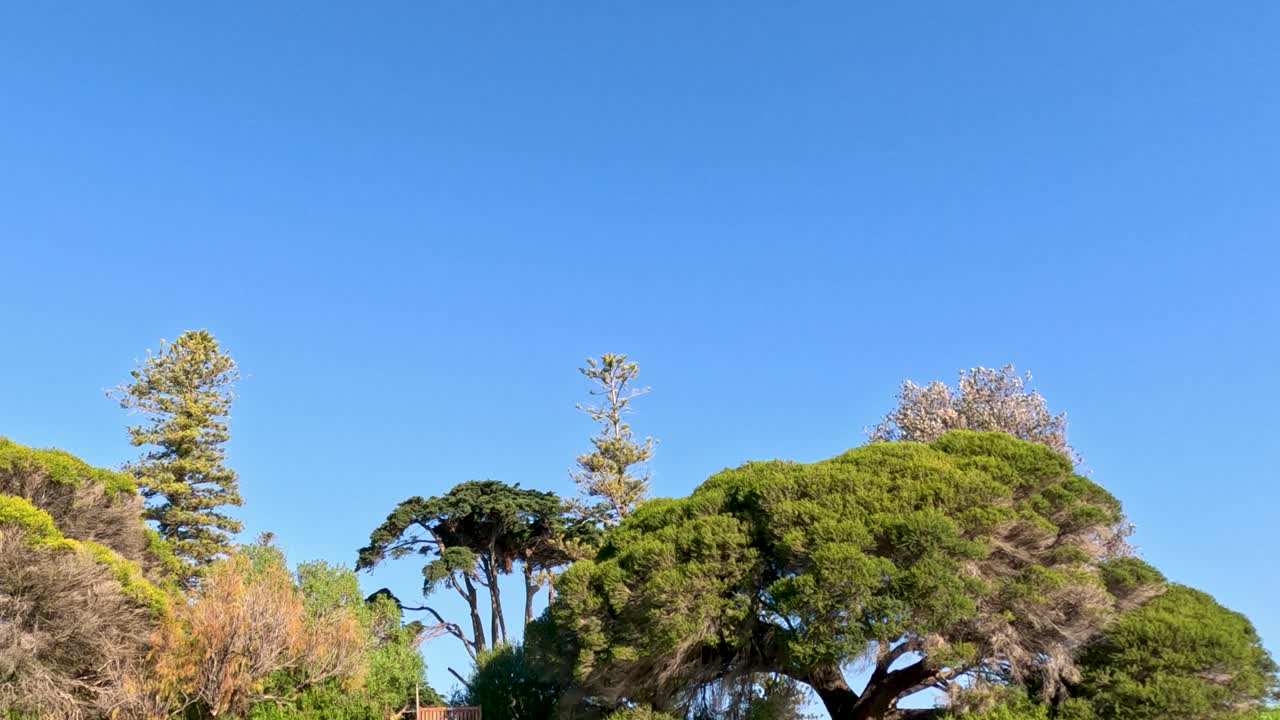 Lush green grass and trees under clear sky