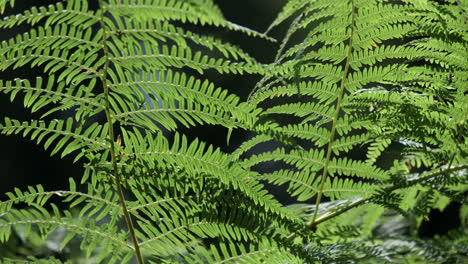 Lush-green-Common-Fern-plants-groiwng-in-a-dark-woodland,-Worcestershire,-England