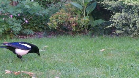 Un-Pájaro-Urraca-Picoteando-Comida-En-La-Hierba-Verde-Del-Jardín