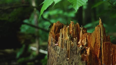 Troncos-Caídos-Agrietados-En-El-Bosque-De-Bialowieza,-Polonia