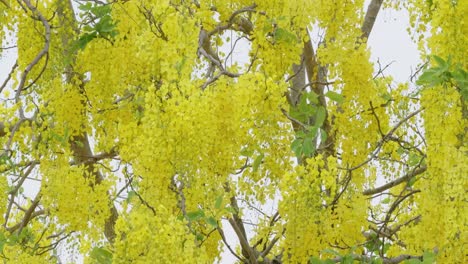 explore the stunning vibrancy of blooming golden flowers in a serene natural setting.