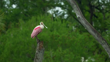 la cuchara rosada se alza en el tronco de la palmera, los humedales de florida, el pantano 4k
