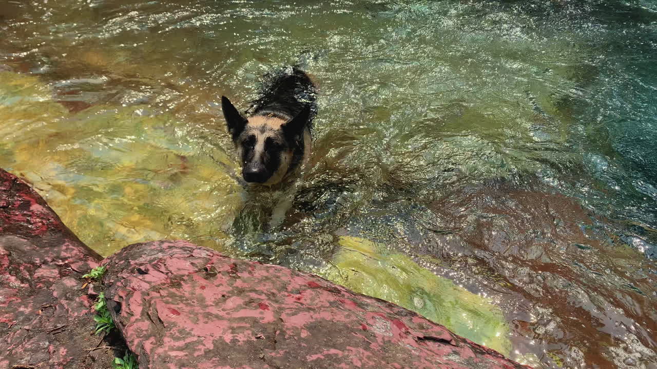 perro nadando en el agua de las cataratas