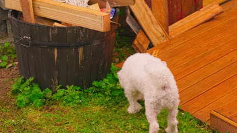 dog-sniffing-in-backyard-under-the-rainy-day