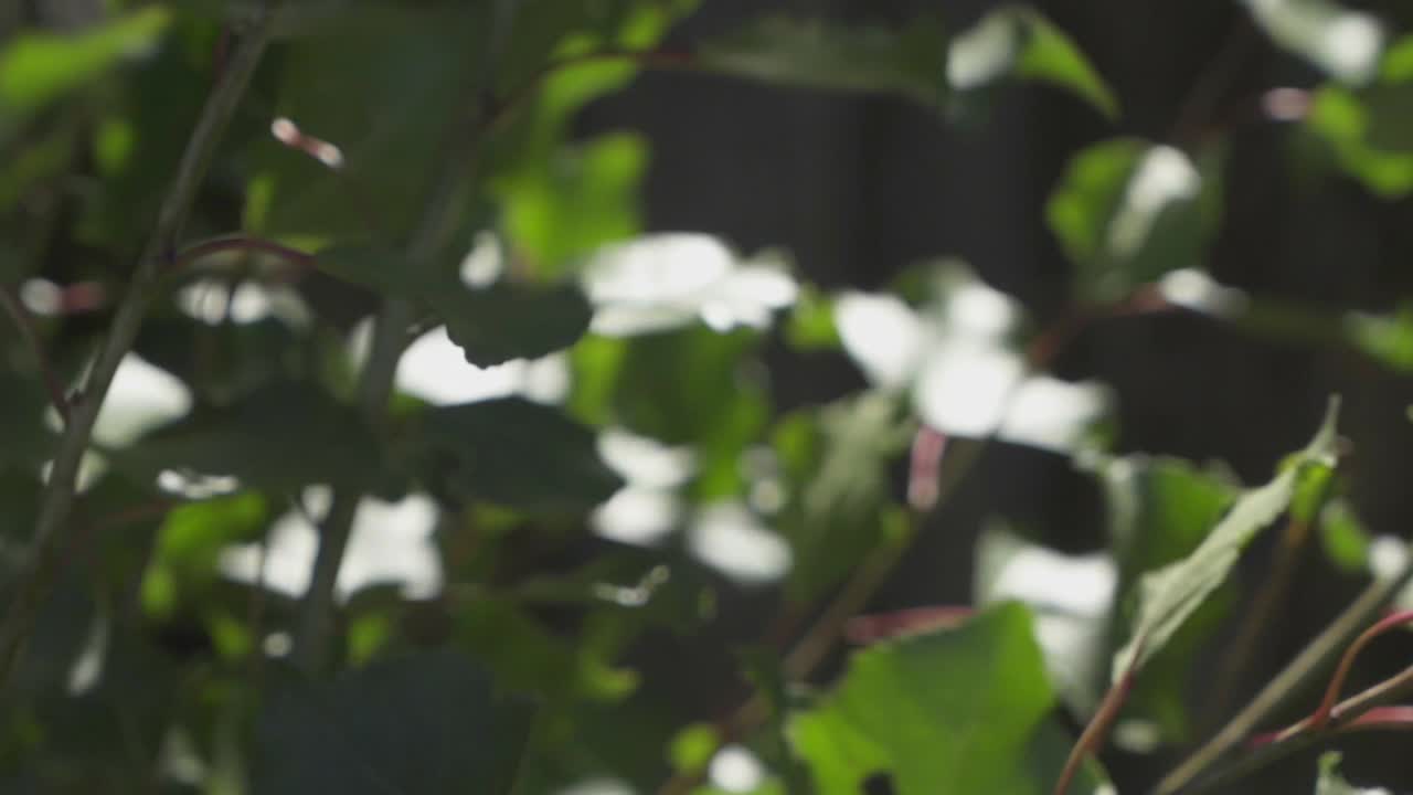 hojas verdes grandes sopladas por el viento y que reflejan la luz del sol, en cámara lenta