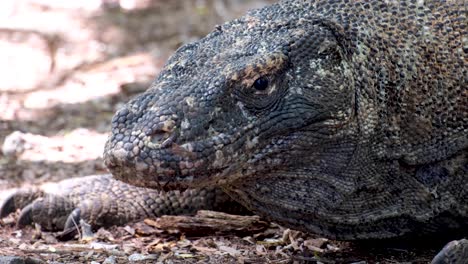 Giant-Komodo-Dragon-looking-around-at-its-surroundings,-breathing,-and-armoured-scaly-skin-closeup-in-Komodo-National-Park,-Komodo-Island,-Indonesia