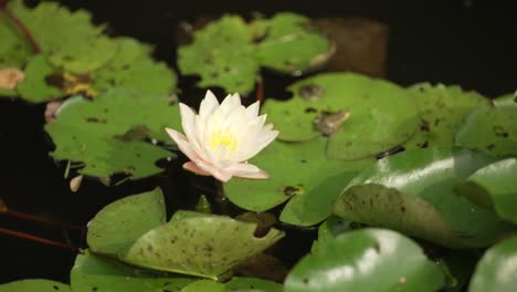 Die-Kleine-Blume-Auf-Einem-Seerosenblattteich