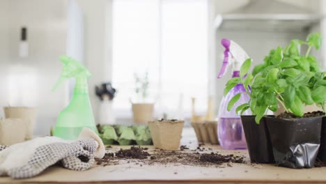 cerca de equipos de jardín con rociadores con agua y plantas de albahaca en la mesa en la cocina