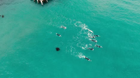 drone captures swimmers in turquoise waters near port campbell, australia. dynamic movement and teamwork are highlighted in this vibrant scene