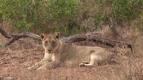 full body profile shot of lioness irritated by flies, biting at them close to her face