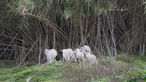 Cute-and-playful-flock-of-lambs-jumping-and-running-after-each-other-in-Sardinia,-Italy