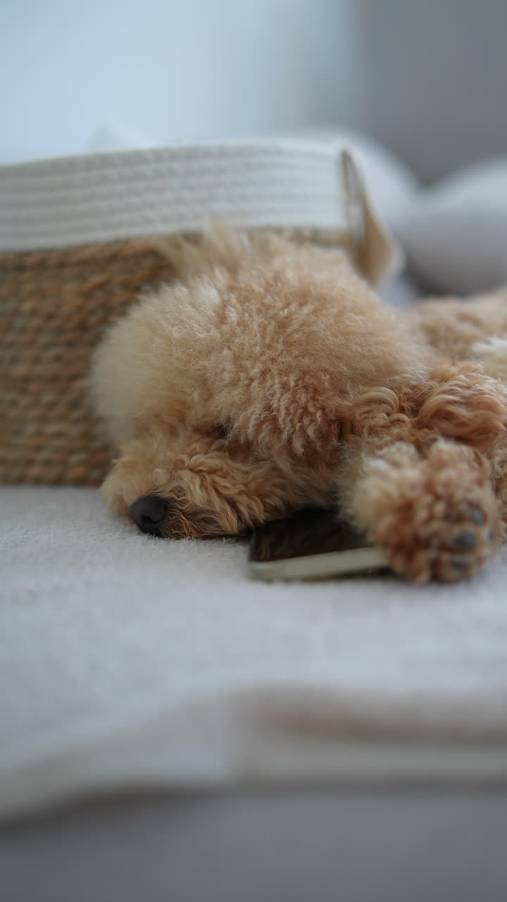 드폰을 들고 있는 잠자는 푸들