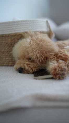 a sleepy poodle with a phone