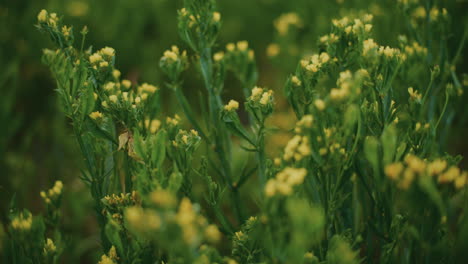 close-up of yellow flowers in a green field