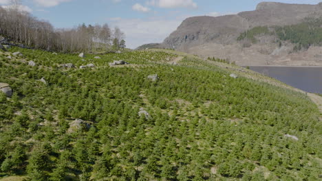 christmas tree plantation on a rocky hillside in norway